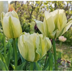 Tulipan Spring Green