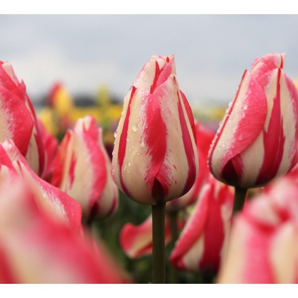 Tulipan Spryng Break