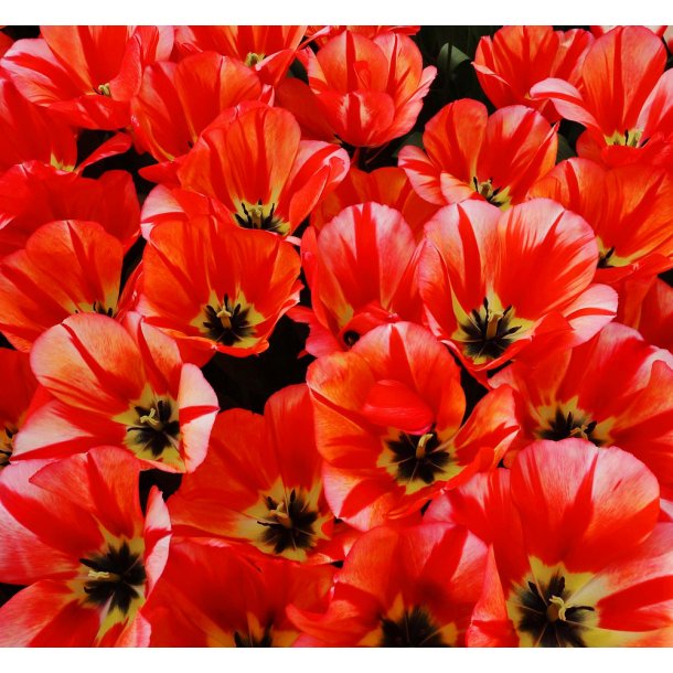 Tulipan Spryng Break