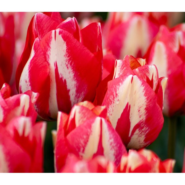 Tulipan Spryng Break