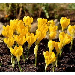 Krokuslilje, Sternbergia lutea