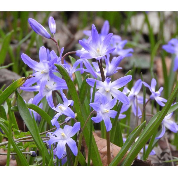 Blomsterl�g Oprydningspakke uden tulipaner