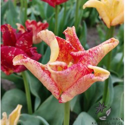 Tulipan Striped Crown