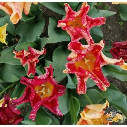 Tulipan Striped Crown