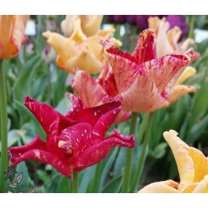 Tulipan Striped Crown