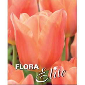 Tulipan Stunning Apricot