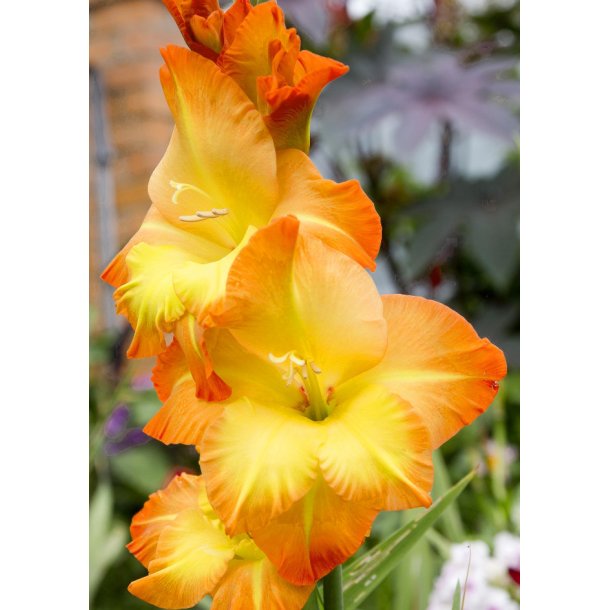 Gladiolus Sunglow