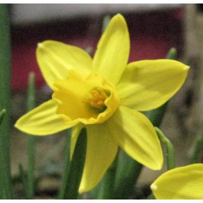 Pskelilje Sunlight Sensation