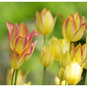 Tulipan Sunshine Club