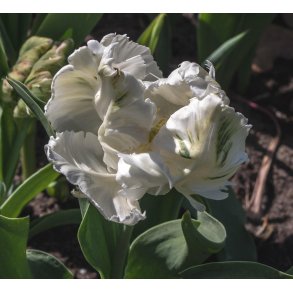 Tulipan Super Parrot