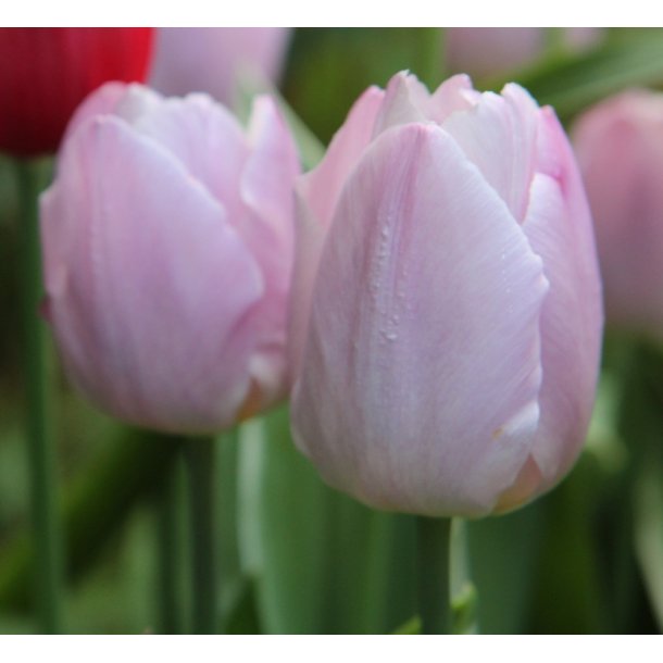 Tulipan Sweet Flag