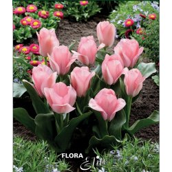 Tulipan Sweet Sixteen