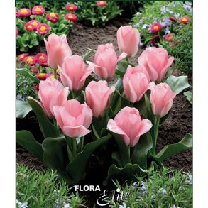 Tulipan Sweet Sixteen