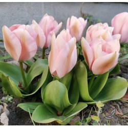 Tulipan Sweet Sixteen