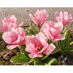 Tulipan Sweet Sixteen