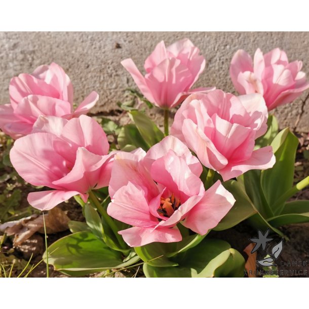 Tulipan Sweet Sixteen