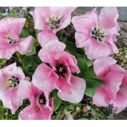 Tulipan Sweet Sixteen