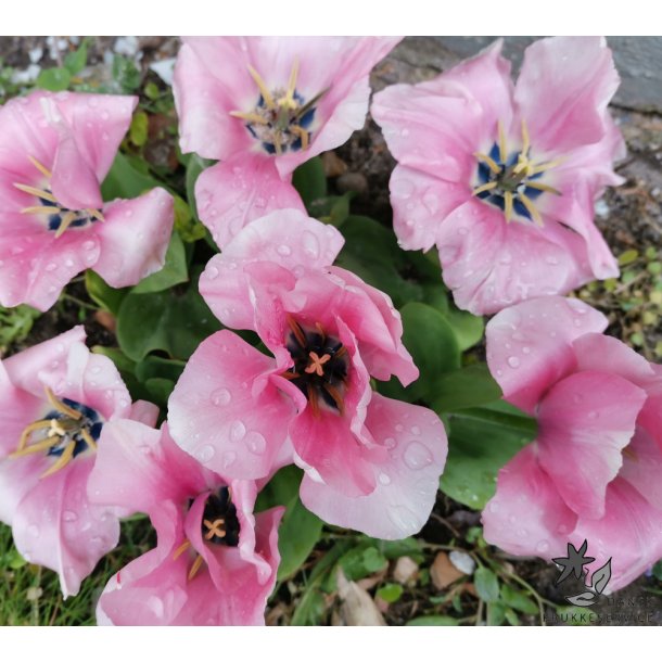 Tulipan Sweet Sixteen