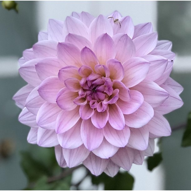 Dahlia Sweet Surprise