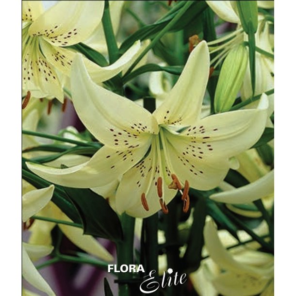 Lilium asiatica, Sweet Surrender