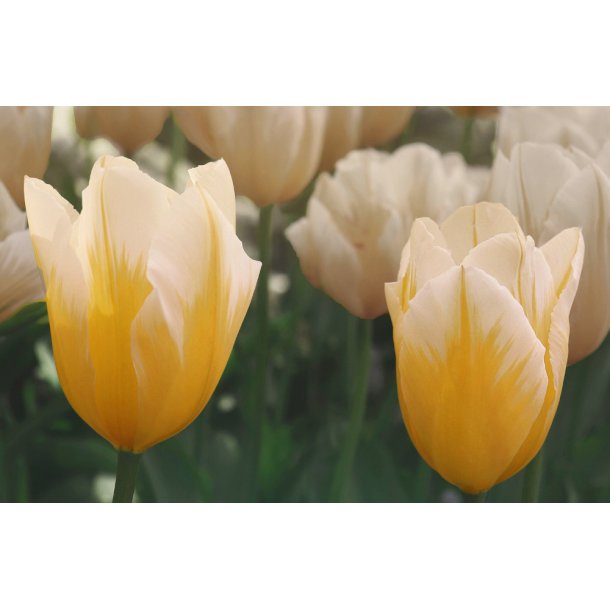 Tulipan Sweetheart