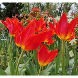 Tulipan Synaeda Orange