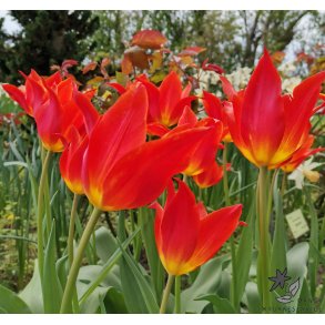 Tulipan Synaeda Orange