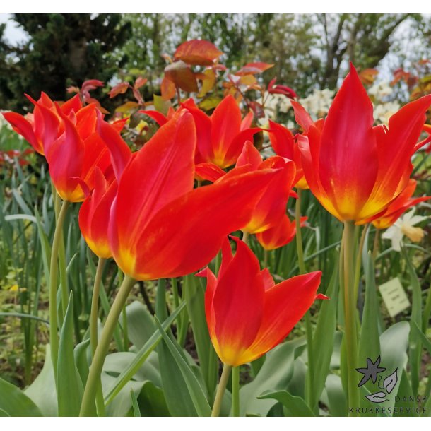 Tulipan Synaeda Orange