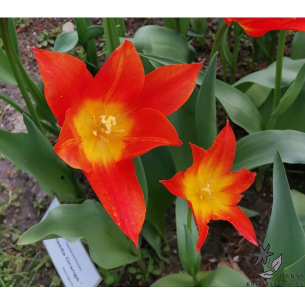 Tulipan Synaeda Orange