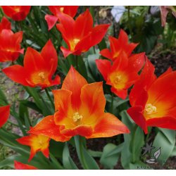 Tulipan Synaeda Orange