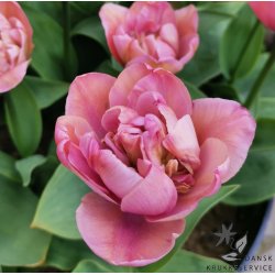 Tulipan Tabledance