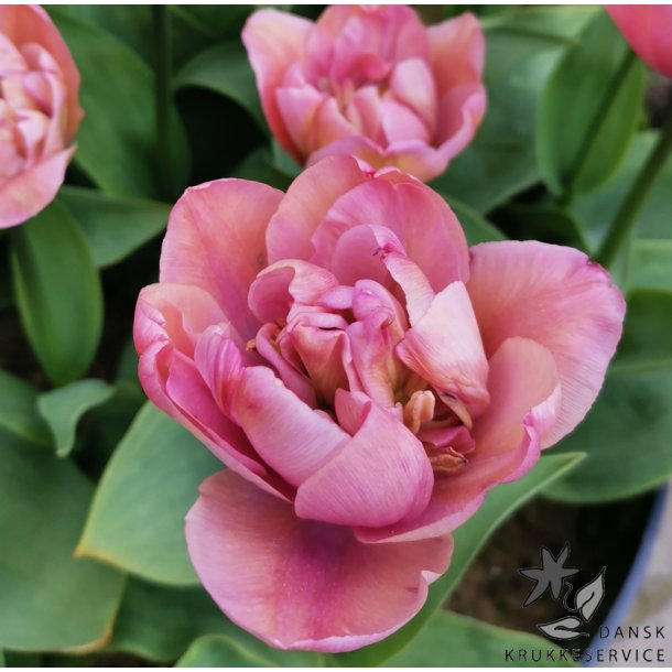 Tulipan Tabledance