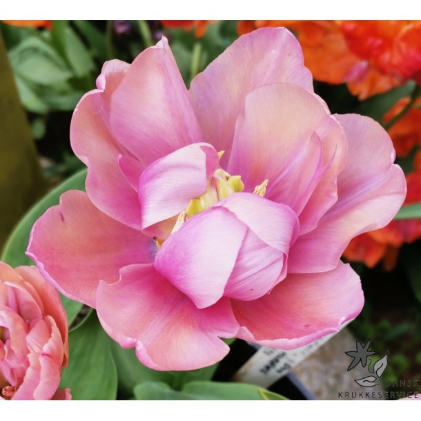 Tulipan Tabledance