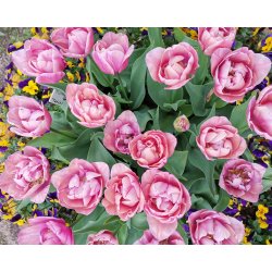Tulipan Tabledance