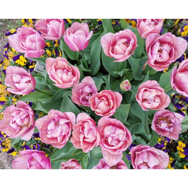 Tulipan Tabledance