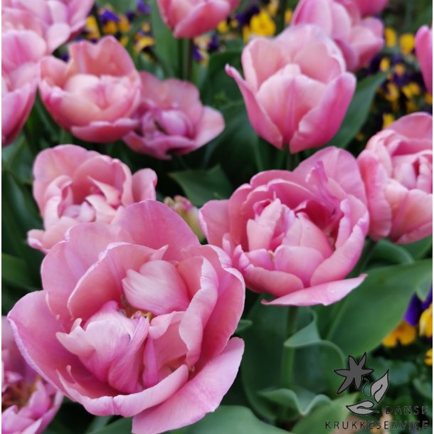 Tulipan Tabledance