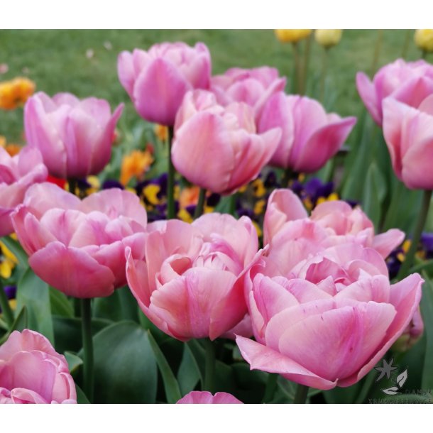 Tulipan Tabledance