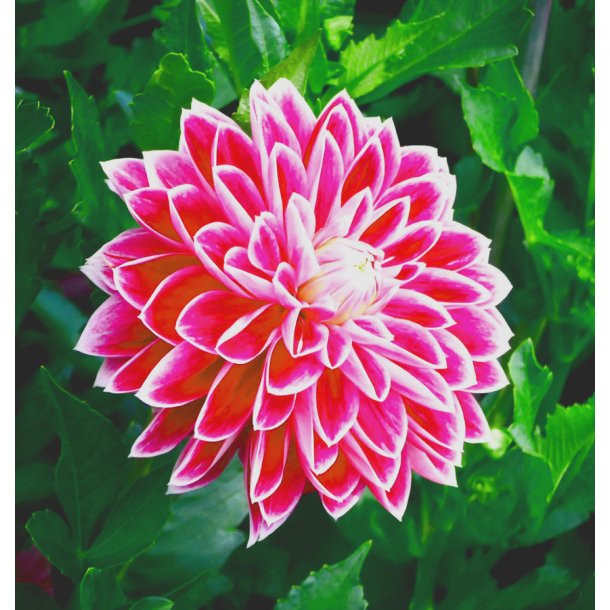 DahliaTemple of Beauty