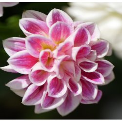 DahliaTemple of Beauty