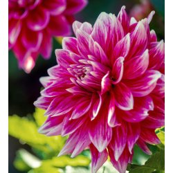 DahliaTemple of Beauty