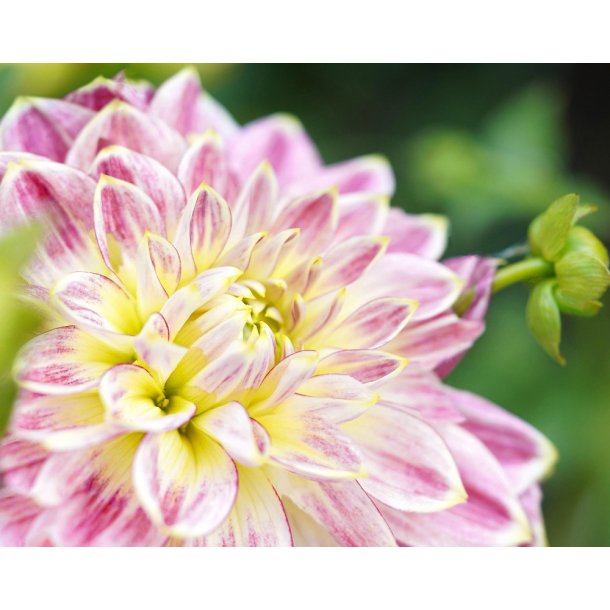 DahliaTemple of Beauty