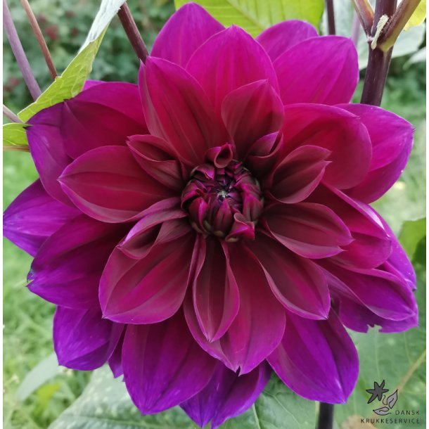 Dahlia Thomas A Edison