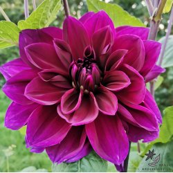 Dahlia Thomas A Edison