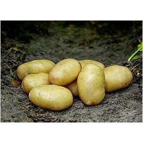 Tinca L�ggekartofler, �ko 1,5 kg