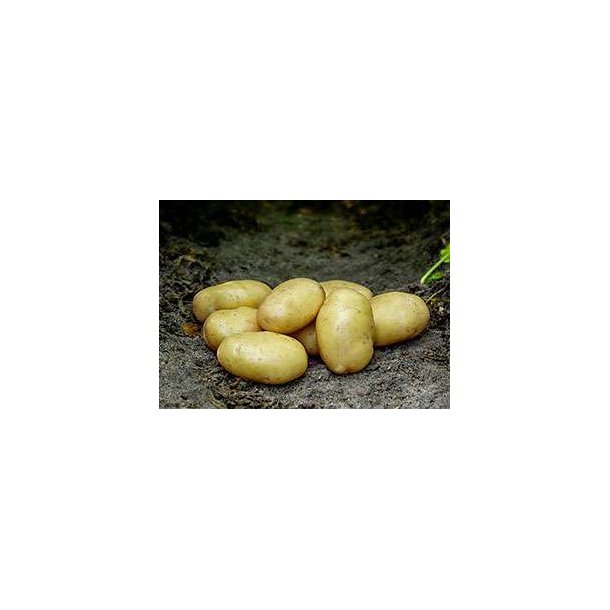 Tinca L�ggekartofler, �ko 1,5 kg