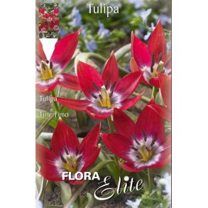 Botanisk Tulipan Tiny Timo