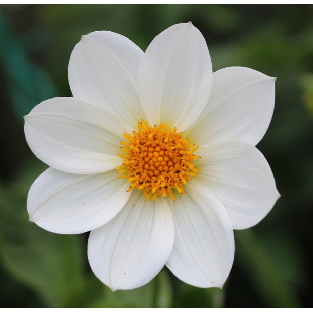 Dahlia Topmix Hvid