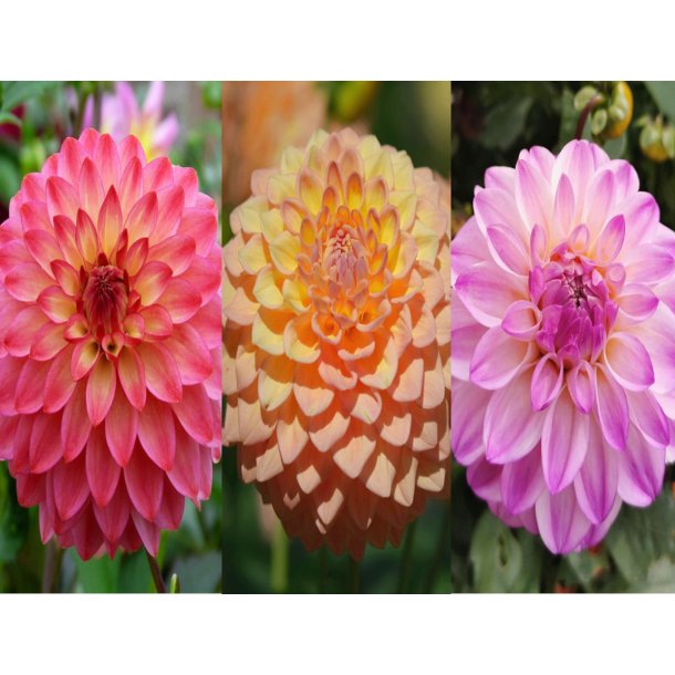De 3 Prinsesser, 6 stk Dahlia i pakke.