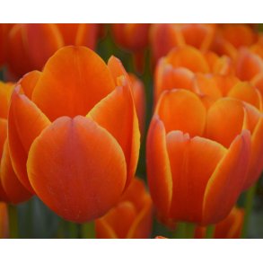 Tulipan Triple A