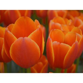 Tulipan Triple A